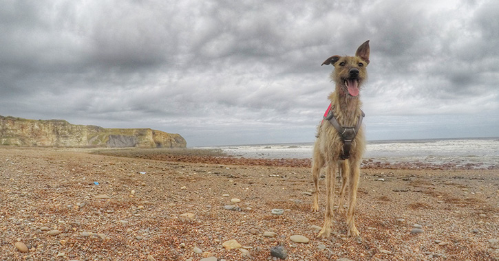 The Blast Beach, Seaham 